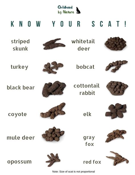 scat hd|Beginners Guide 